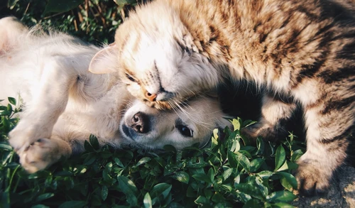 Pet owner researching insurance options in Henderson